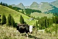 Swiss mountains and a black and white cow in the pasture Royalty Free Stock Photo
