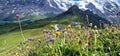 Swiss nature scenery. Scenic snowy Alps mountains and wild floral meadows. Beauty in nature. Switzerland landscape. Royalty Free Stock Photo