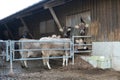 Swiss Original Braunvieh or brown Swiss cows peeking from plastic lamella curtain on the farm