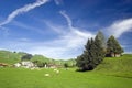 Swiss pasture in the summer