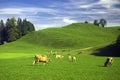 Swiss pasture in the summer