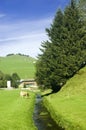 Swiss pasture in the summer