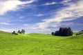 Swiss pasture in the summer