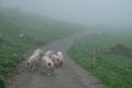 Swiss Pigs Walking Freely on a Foggy Road