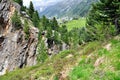 Swiss Pine forest of Obergurgl, Austria