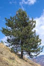 Swiss pine ( Pinus cembra ) Royalty Free Stock Photo