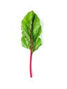 Swiss rainbow chard isolated on white Royalty Free Stock Photo