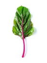 Swiss rainbow chard isolated on white Royalty Free Stock Photo