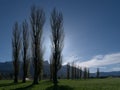Spring poplars against a backdrop of the Falknis and Vilan