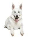 Swiss Shepherd dog, 1 year old, lying Royalty Free Stock Photo