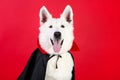 Swiss shepherd dog in dracula costume Royalty Free Stock Photo