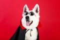 Swiss shepherd dog in dracula costume Royalty Free Stock Photo