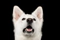 Swiss Shepherd dog on Isolated Black Background Royalty Free Stock Photo