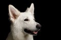 Swiss Shepherd dog on Isolated Black Background Royalty Free Stock Photo