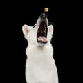 Swiss Shepherd dog on Isolated Black Background Royalty Free Stock Photo