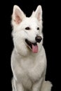 Swiss Shepherd dog on Isolated Black Background Royalty Free Stock Photo