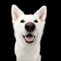 Swiss Shepherd dog on Isolated Black Background Royalty Free Stock Photo