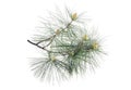 Swiss stone pine Royalty Free Stock Photo