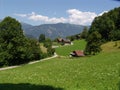 Swiss Summer Pastoral Scene