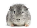 Swiss Teddy Guinea Pig facing, looking at the came Royalty Free Stock Photo