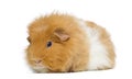 Swiss Teddy Guinea Pig, isolated Royalty Free Stock Photo