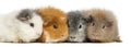 Swiss Teddy Guinea Pigs in a row, isolated Royalty Free Stock Photo