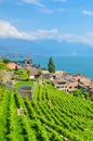 Swiss village Saint Saphorin on the coast of Geneva Lake, Lac Leman in French. Terraced vineyards on the slopes adjacent to the