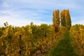 Swiss Vineyard Royalty Free Stock Photo