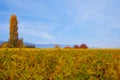 Swiss Vineyard Autumn Royalty Free Stock Photo