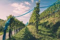 Swiss vineyard with rows of green grape vines on a sunny day Royalty Free Stock Photo