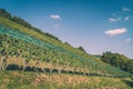 Swiss vineyard with rows of green grape vines on a grassy hill Royalty Free Stock Photo