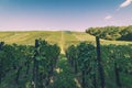 Swiss vineyard with rows of lush grape vines and green hills in the background Royalty Free Stock Photo