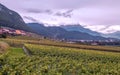 Swiss vineyards with mountains