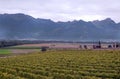 Swiss vineyards with mountains