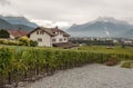 Swiss vineyards with mountains