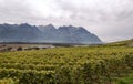 Swiss vineyards with mountains