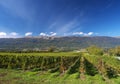 Swiss vineyards