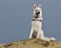 Swiss White Shepard in the dunes