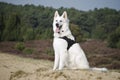 Swiss White Shepard on the heaths