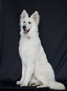 Swiss White Shepard portrait