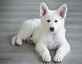 Swiss White Shepard puppy