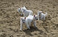 Swiss White Shepard pups
