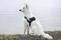 Swiss White Shepard sitting on lake shore