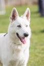Swiss white shepherd adutl dog Royalty Free Stock Photo