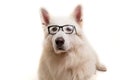 Swiss White Shepherd Royalty Free Stock Photo