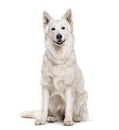 Swiss White Shepherd dog , 4 years old