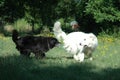 Swiss white shepherd and labrador playing