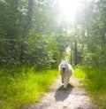 Swiss white shepherd running in sunny forest