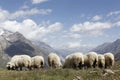 Swiss woolly sheep grazing on top of the cliffs of alpine mountains before being sheared Royalty Free Stock Photo