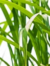 Switch grass Royalty Free Stock Photo